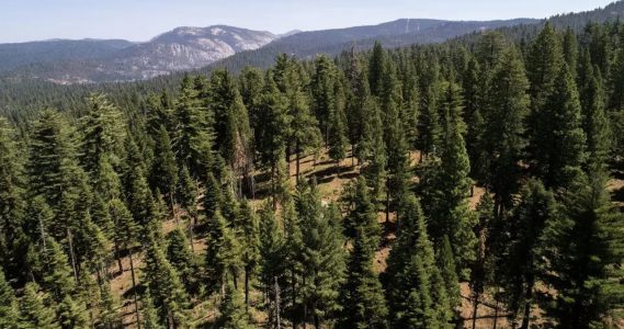 AHP: Stanislaus National Forest Recreation Residence Survey, CA 2026